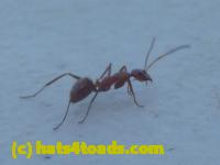 /home//u458753944/public_html/sourcegallery//Insects and small critters/ants bees and wasps (Hymenoptera)/P1060932.JPG